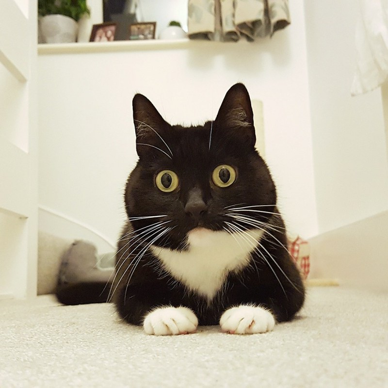 Кот в шоке