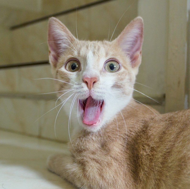 Удивление кота