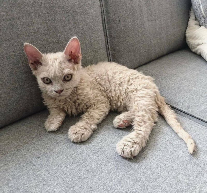 Кот Селкирк рекс