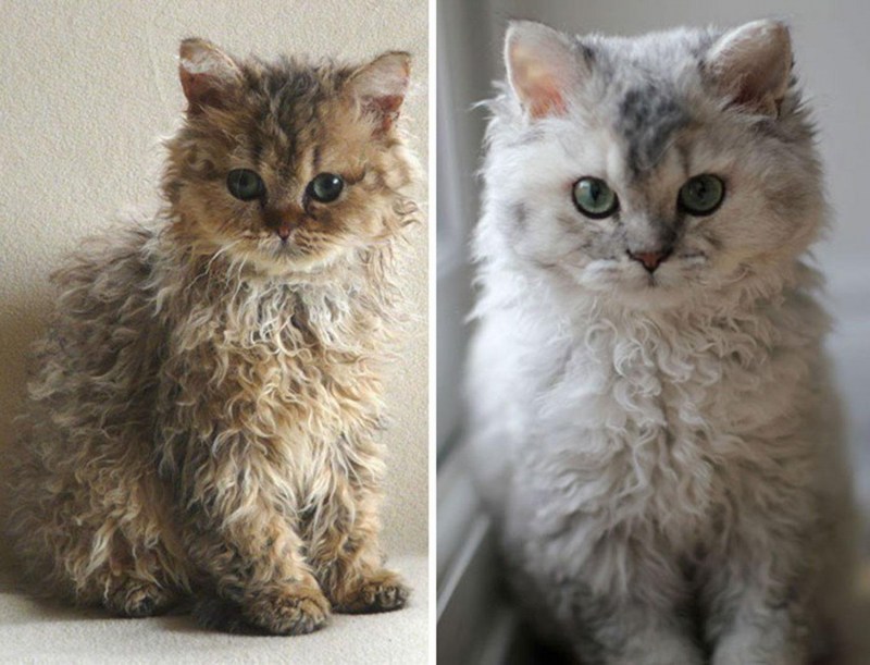 Кошка Силкин рекс