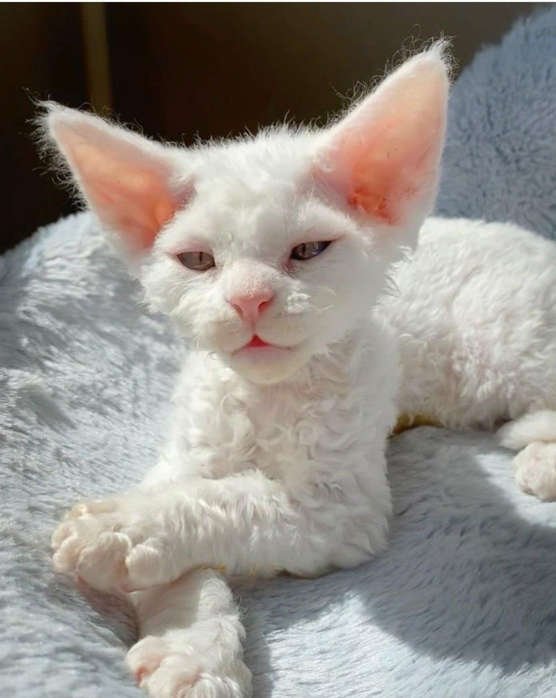 Уральский Корниш рекс