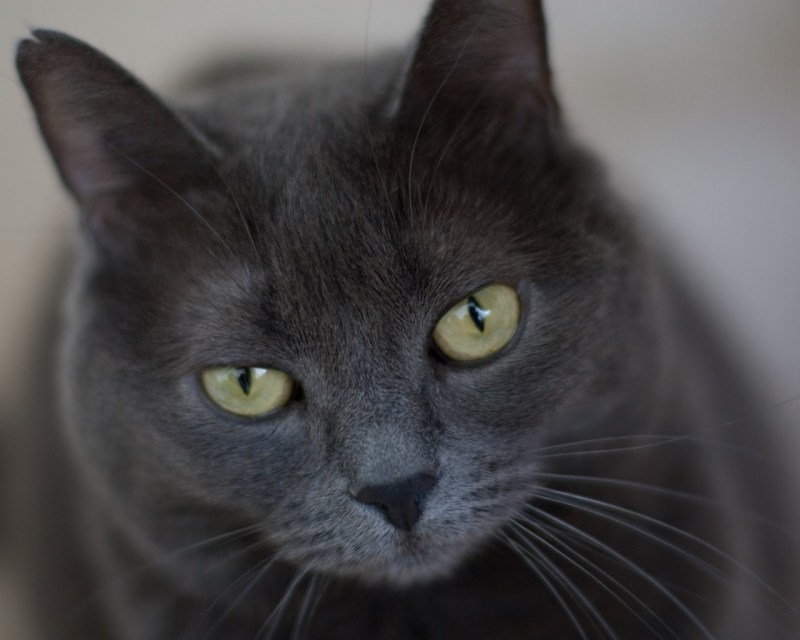 Кошка серая