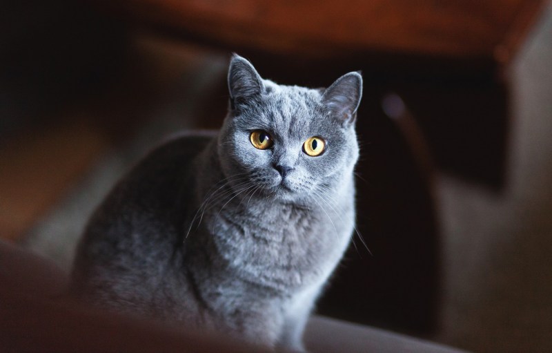 Британская дымчатая кошка
