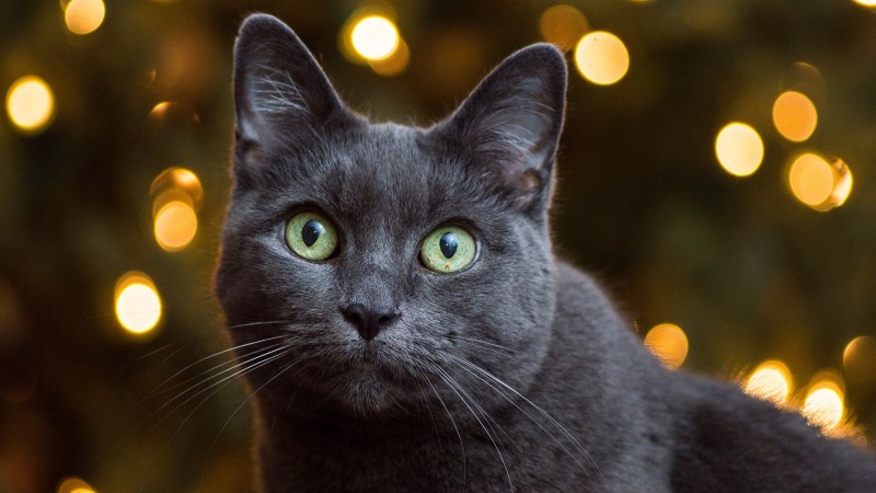 Голубая кошка