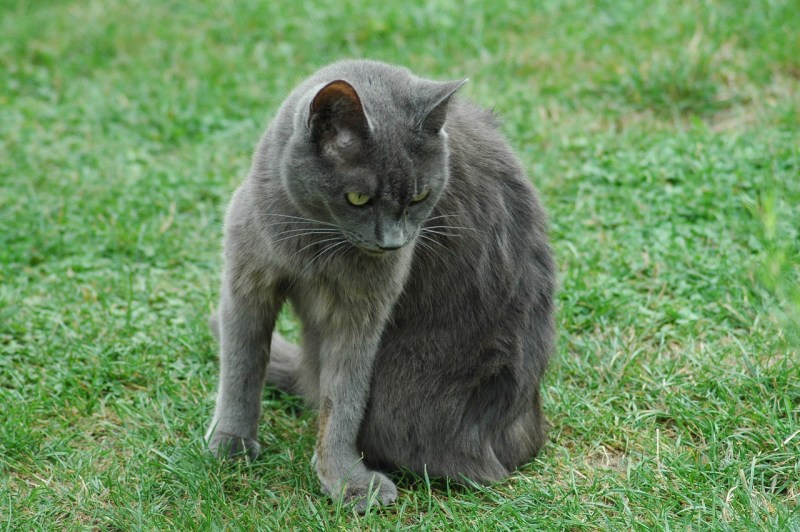 Серая дворовая кошка