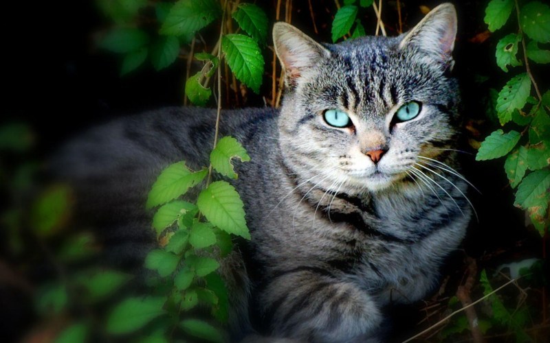 Кошка серая