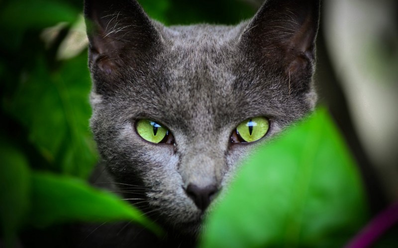 Корат Нибелунг