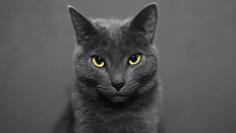 Русская голубая кот