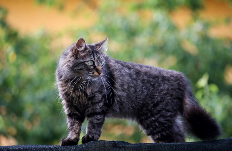 Кошка серая