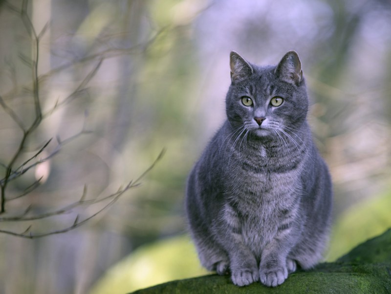 Анатолийская кошка серая