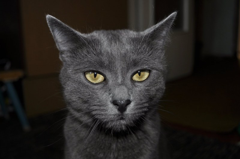 Серые полосатые коты