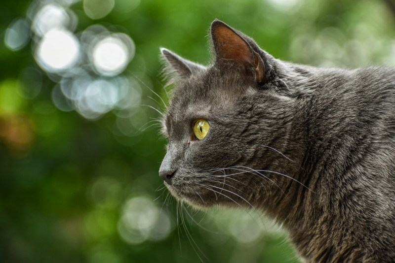 Кошка серая