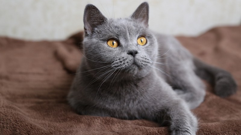 Дымчатый кот британец