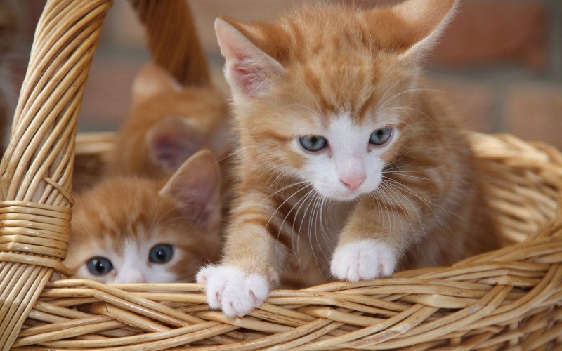 Котята в корзинке