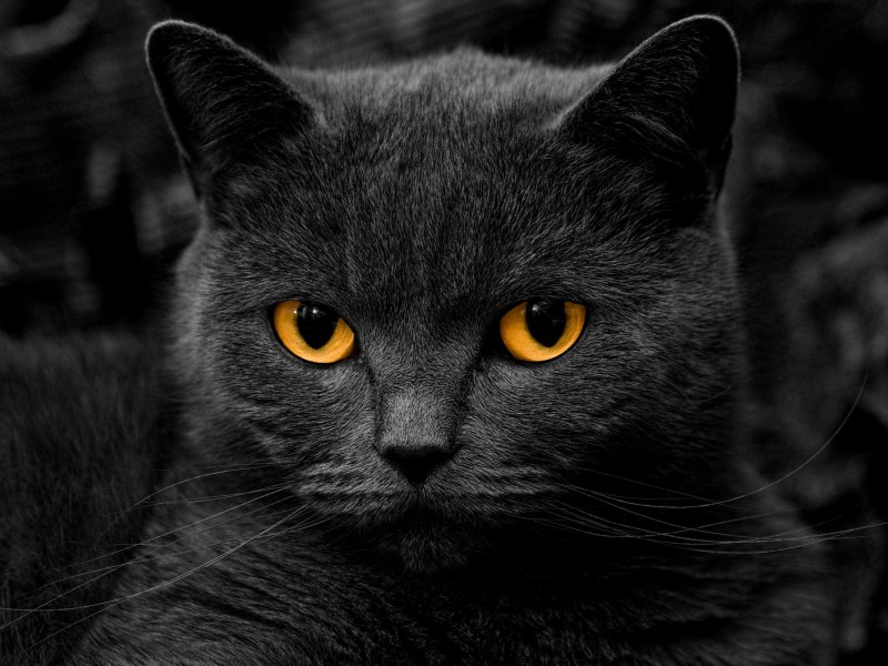 Шартрез кошка черная