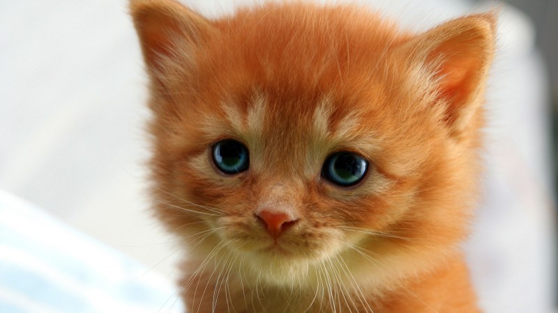 Милые рыжие котята