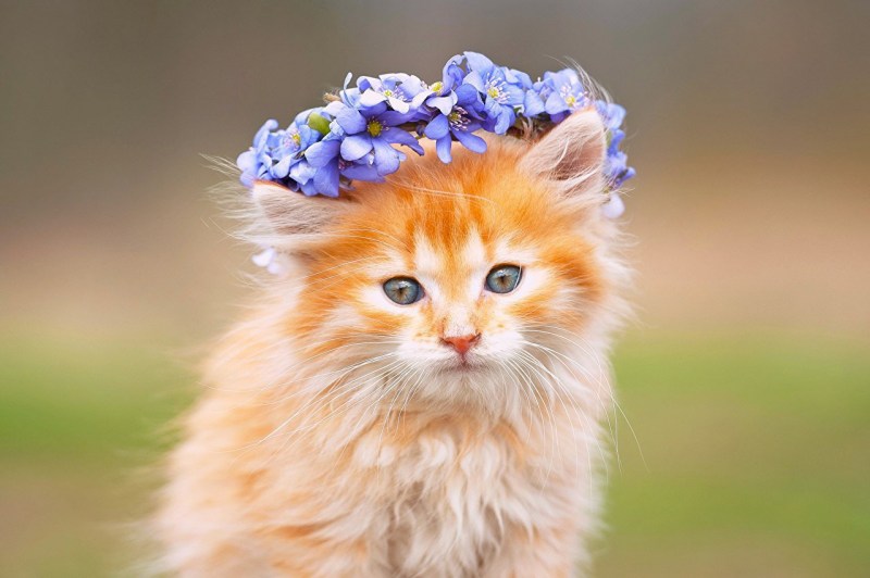 Красивые котята