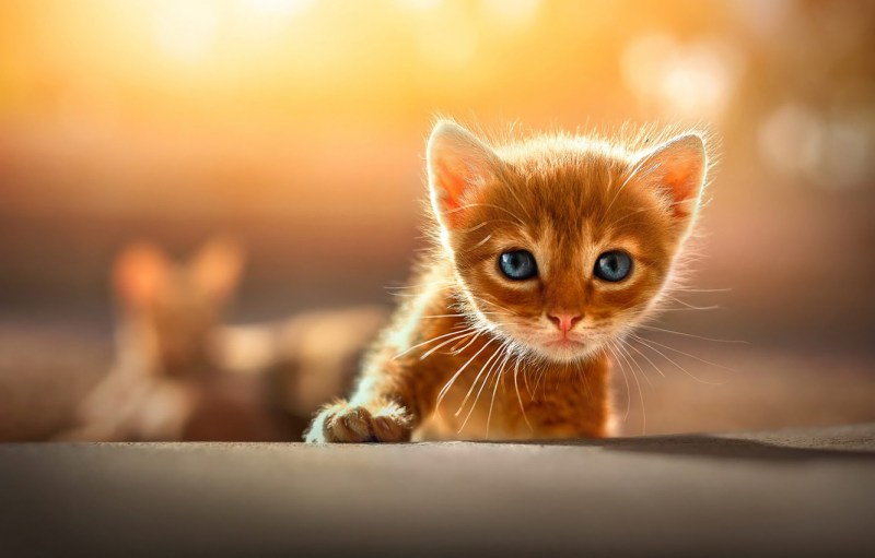 Милый рыжий котенок