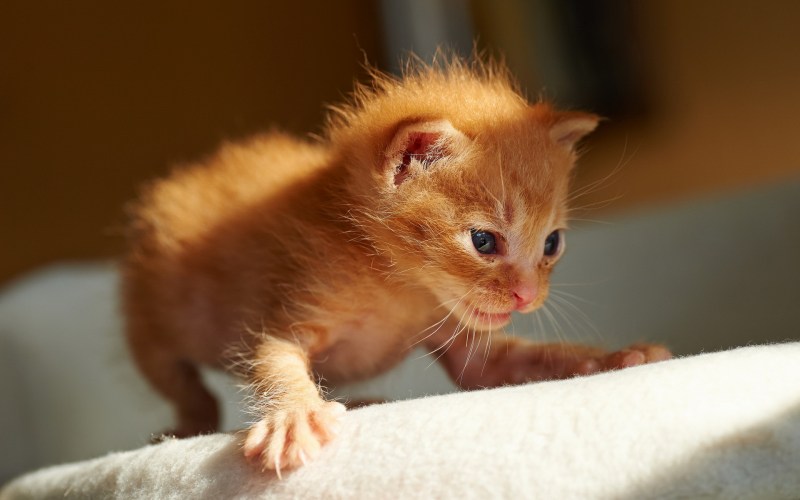 Маленький котенок