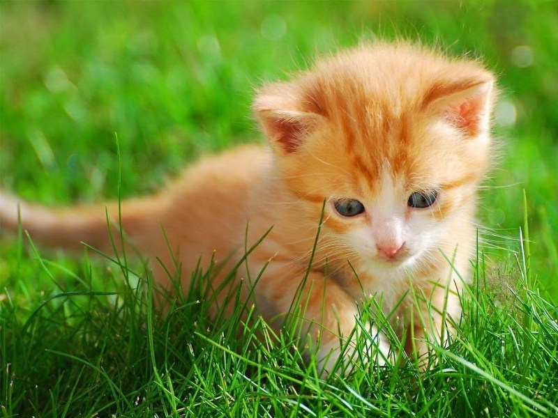 Маленькие котики