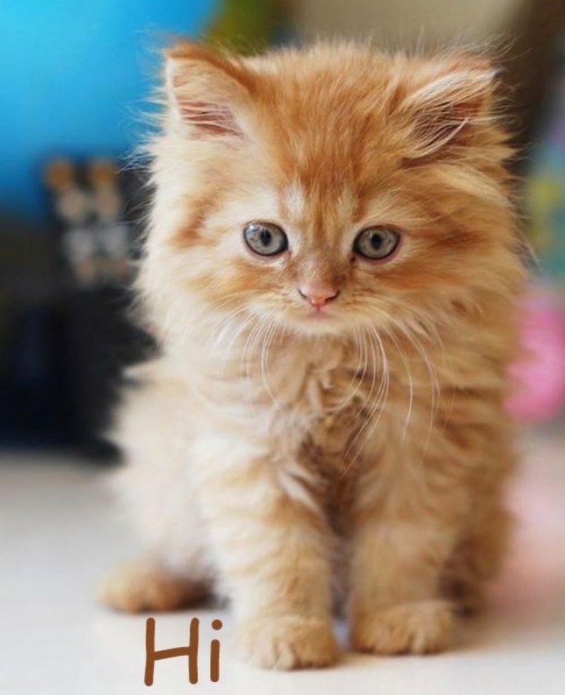 Рыжий котёнок