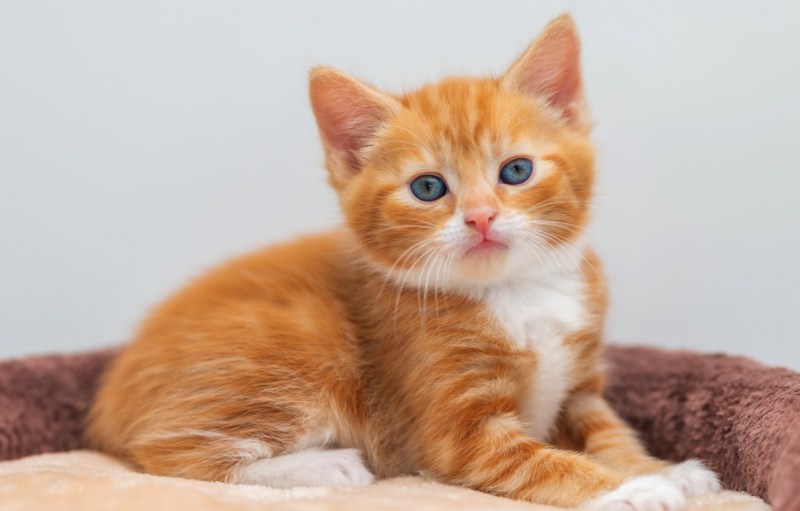 Светло рыжие коты