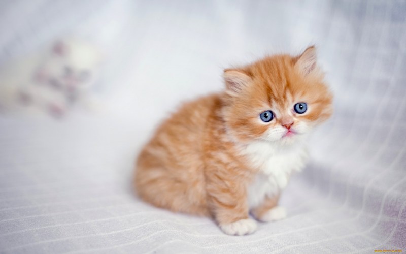 Кошки маленькие