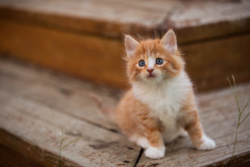 Рыжий котёнок