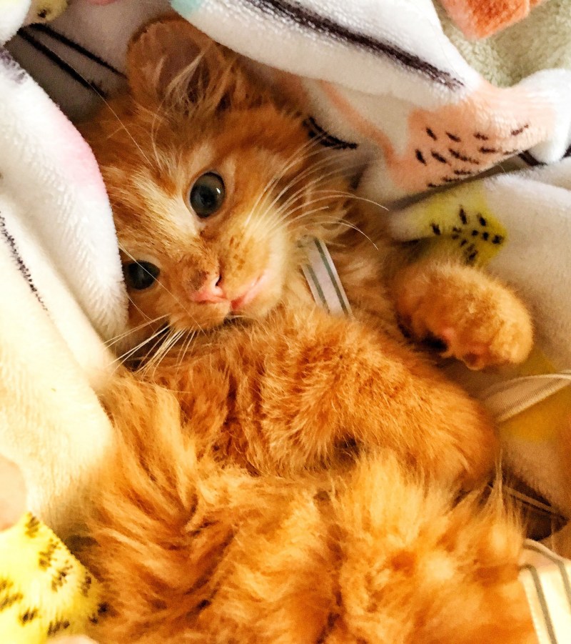 Доброе утро котенок