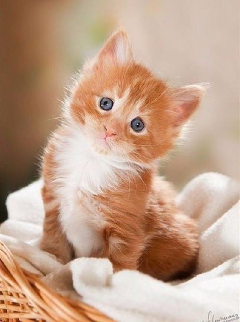 Рыжий котёнок