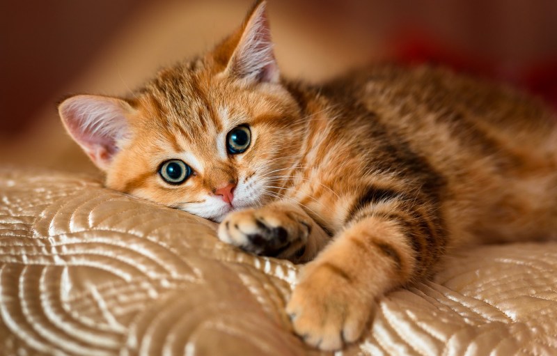 Милые рыжие котики