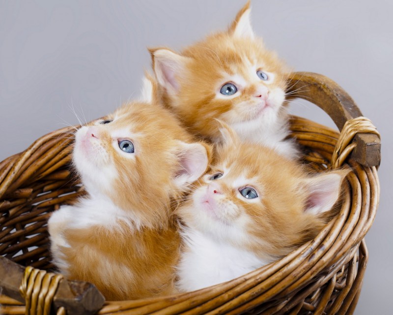 Рыжие котята Мейн кун трио