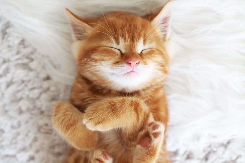 Котенок Рыжик