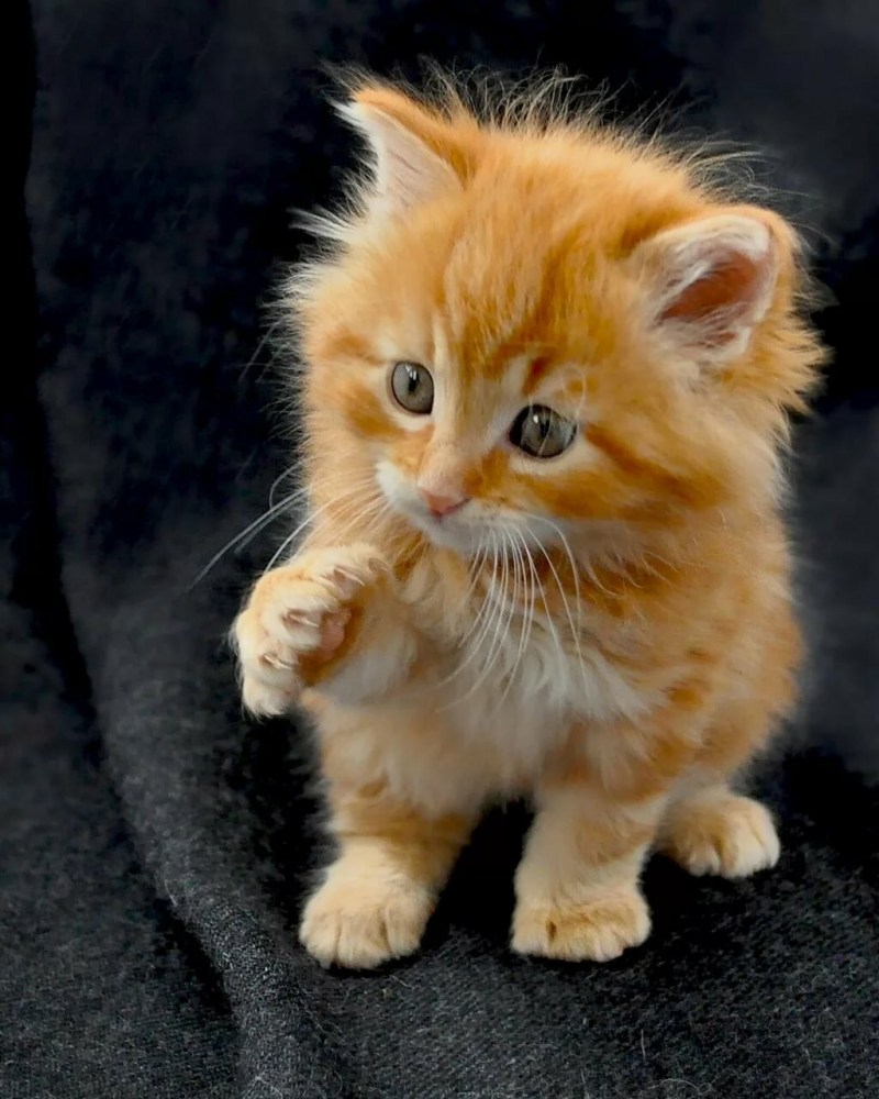 Рыжий котёнок