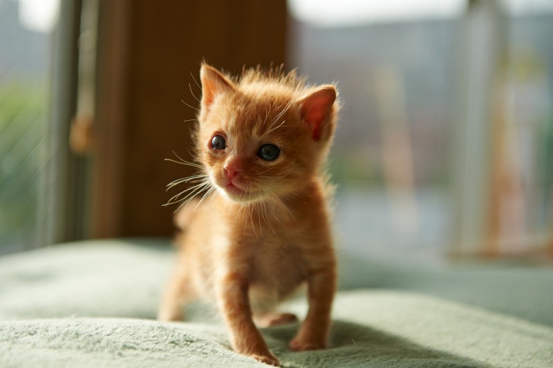 Маленький котенок