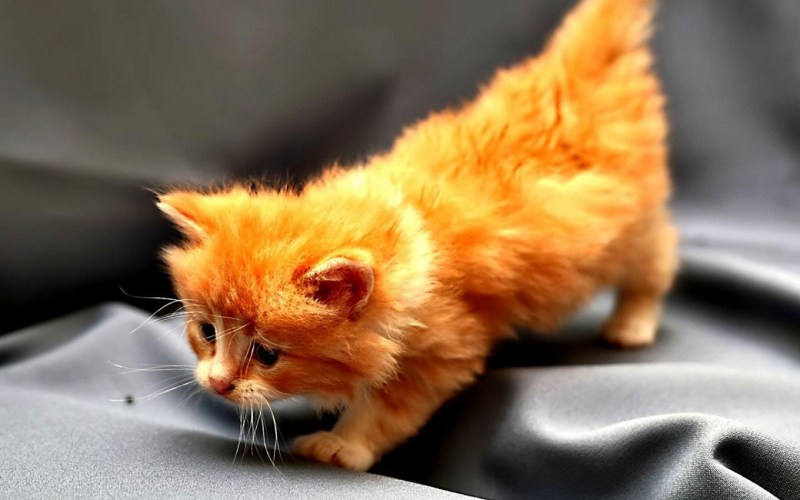 Красивый рыжий котенок
