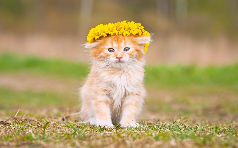 Котенок с венком