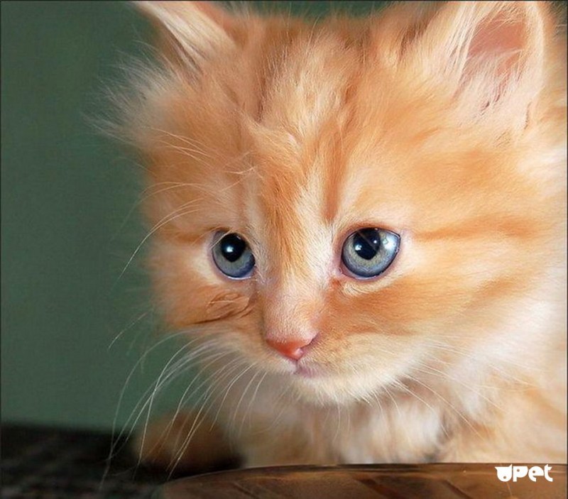 Рыжие котята с голубыми глазами