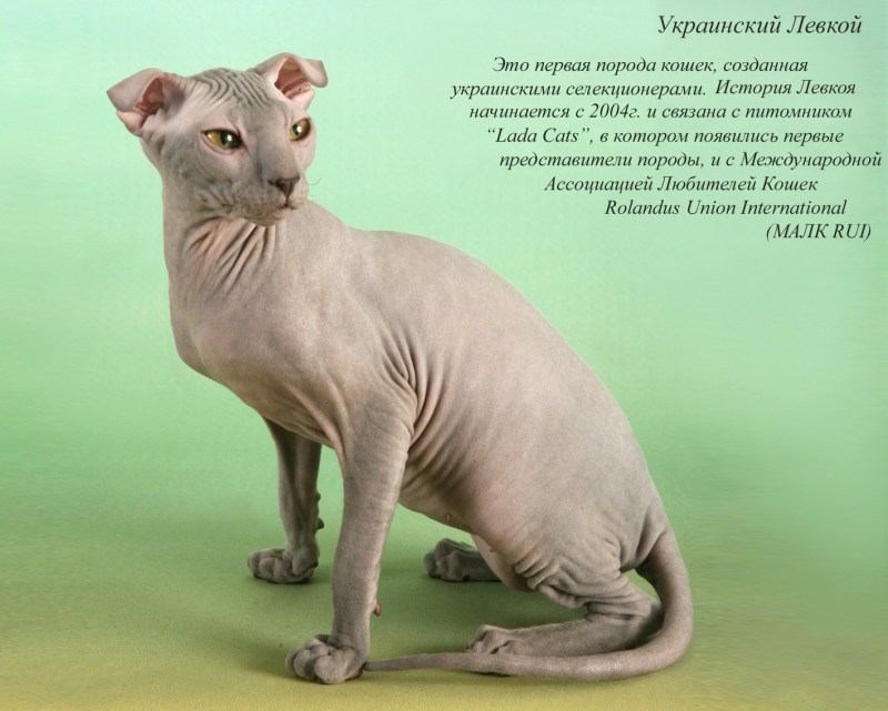 Вислоухий сфинкс украинский левкой