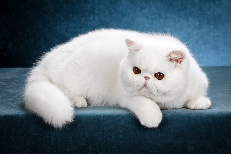 Экзотическая короткошерстная (exotic Shorthair) кошка.
