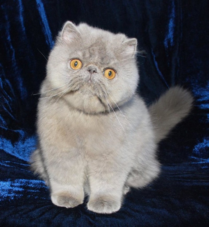 Короткошерстный экзот рыжий