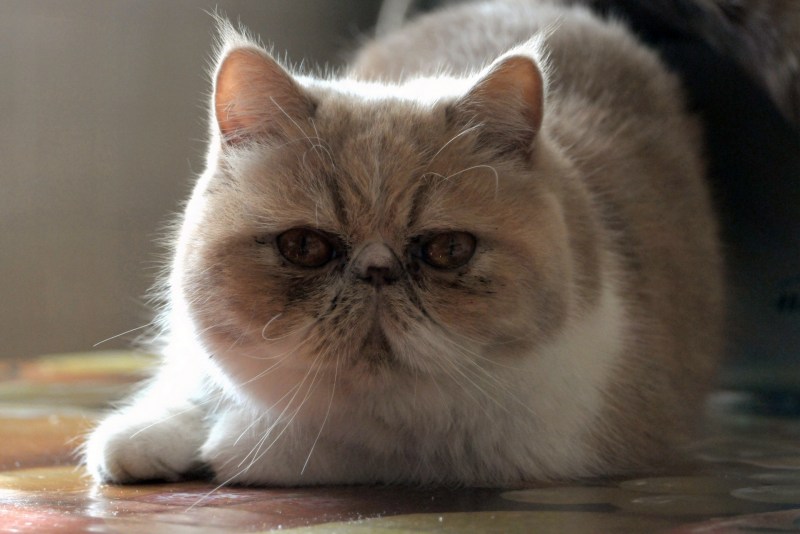 Экзот кошка