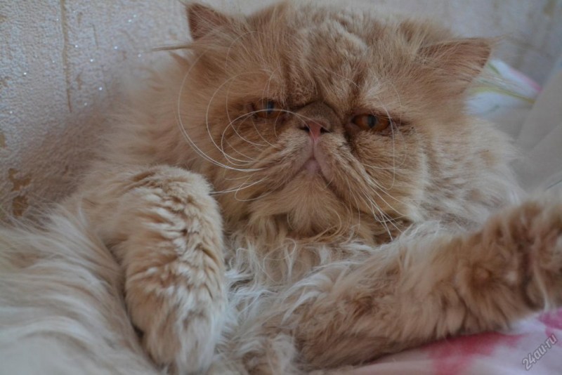Персидские котята экзоты