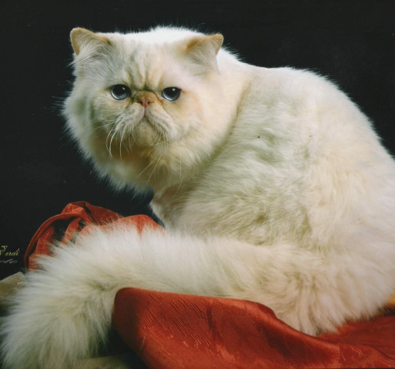 Кошки персы экзоты