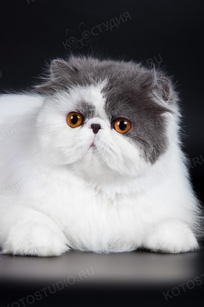 Кошки персы экзоты