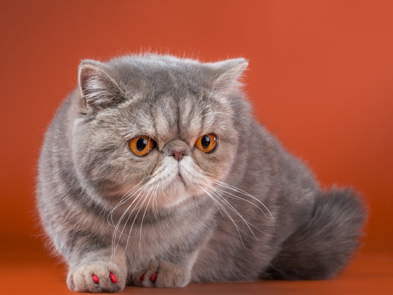 Кошки персы экзоты