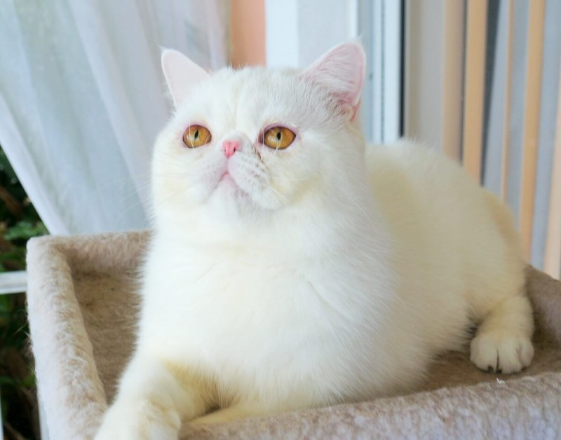 Кошки персы экзоты
