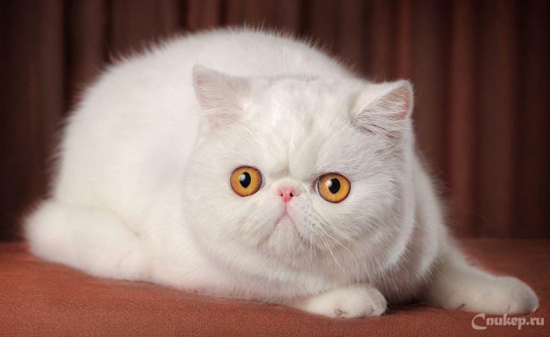 Кошки экзоты короткошерстные