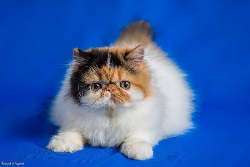 Экзот кошка