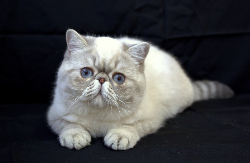 Экзот кошка